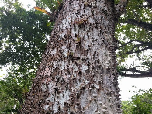 Kapok Tree