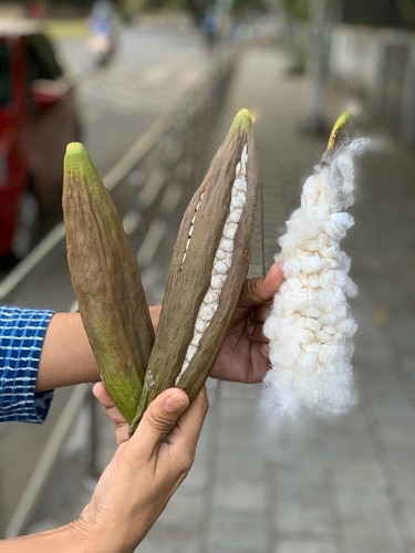 Kapok Tree