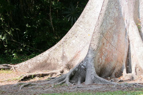 Kapok Tree