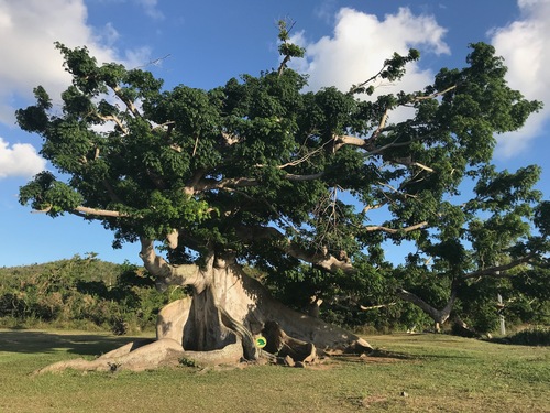 Kapok Tree