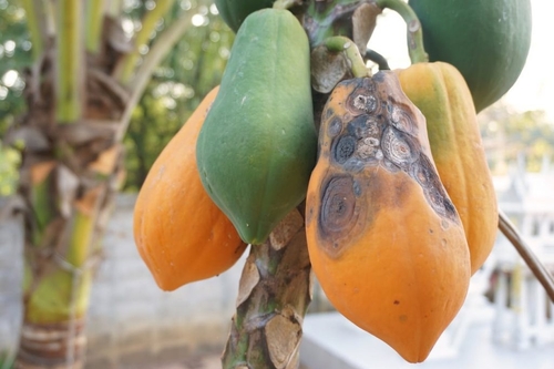 Papaya