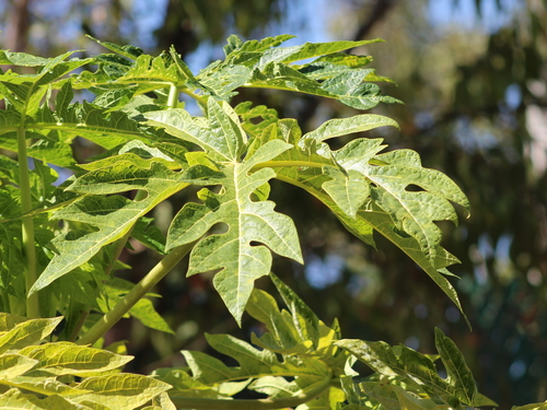 Papaya
