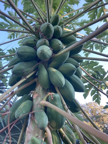 Papaya