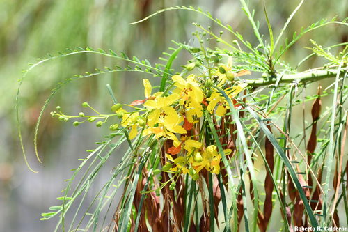 Mexican palo verde