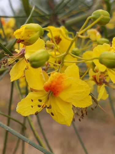 Mexican palo verde