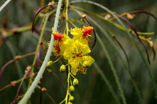 Mexican palo verde