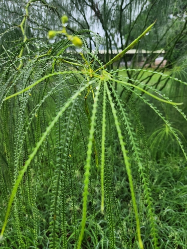 Mexican palo verde