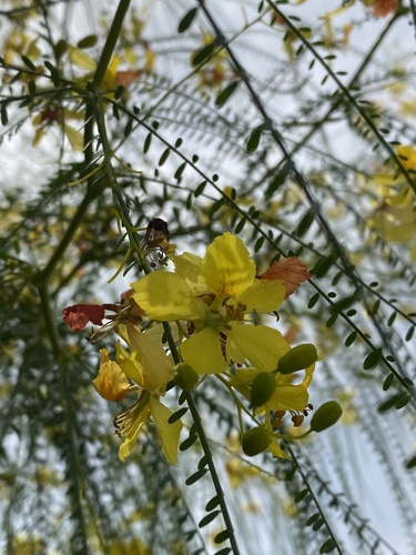 Mexican palo verde