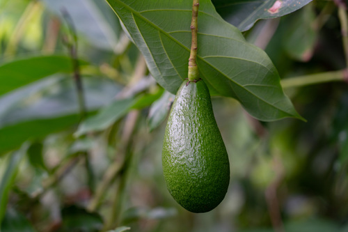 Avocado