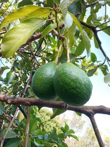 Avocado