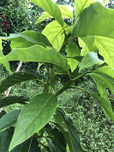 Avocado