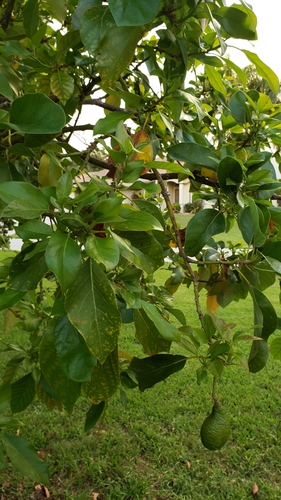 Avocado