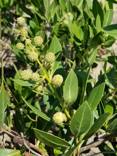 Green Buttonwood