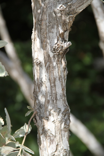 Green Buttonwood
