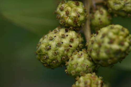 Green Buttonwood