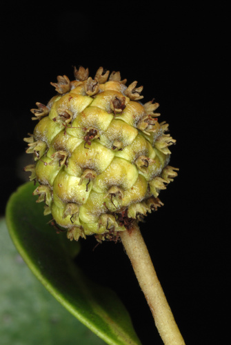 Green Buttonwood