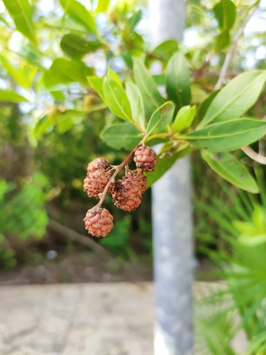 Green Buttonwood