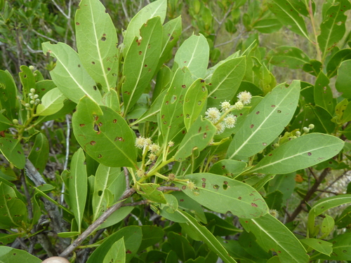 Green Buttonwood