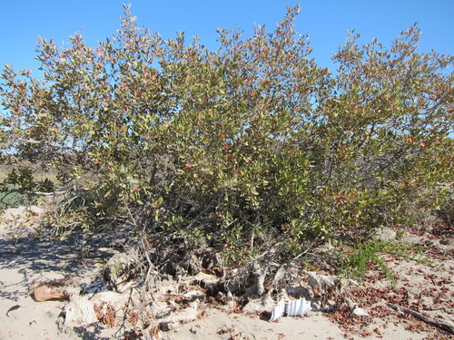 Green Buttonwood