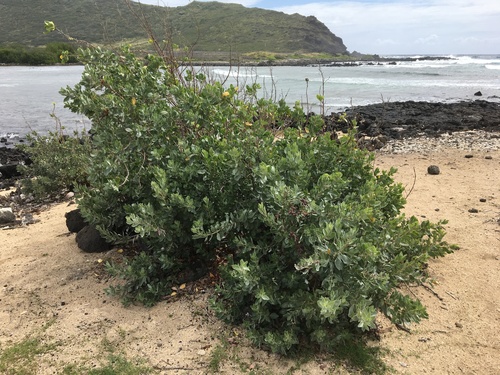 Green Buttonwood