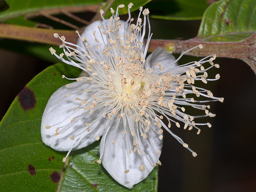 Common guava