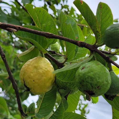Common guava
