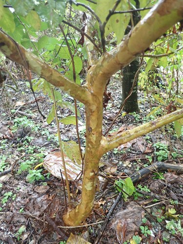 Common guava