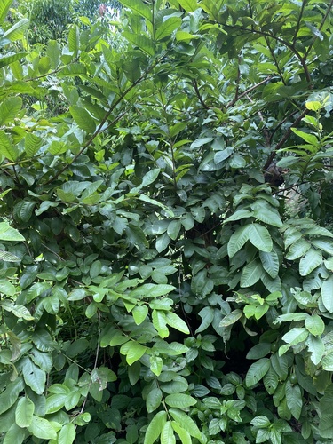 Common guava