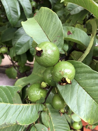 Common guava