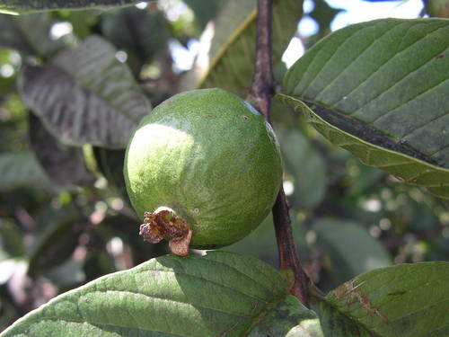 Common guava