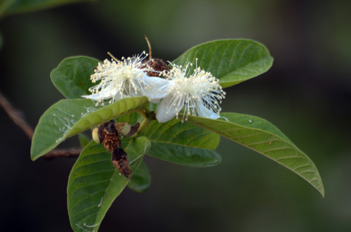 Common guava