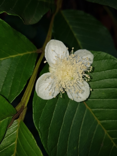 Common guava