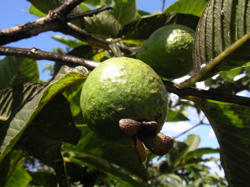 Common guava