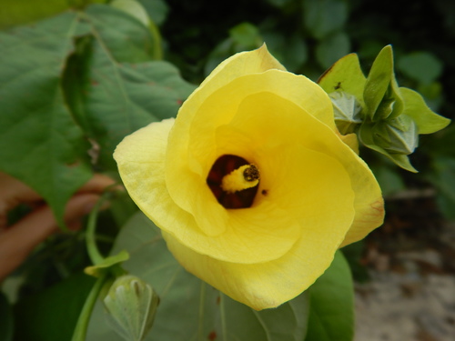 sea hibiscus