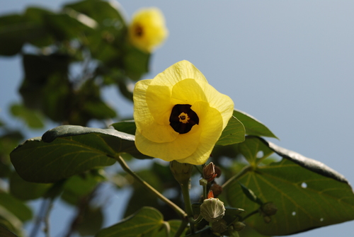 sea hibiscus