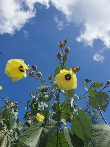 sea hibiscus