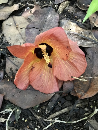 sea hibiscus