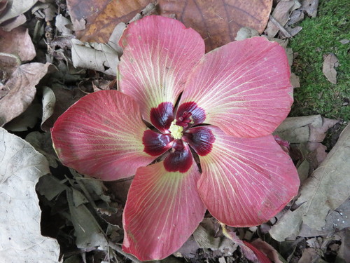 sea hibiscus