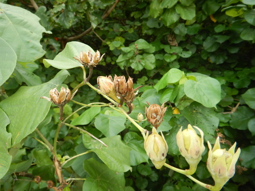 sea hibiscus