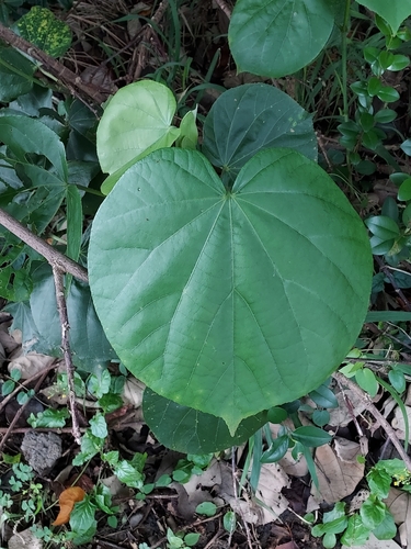 sea hibiscus