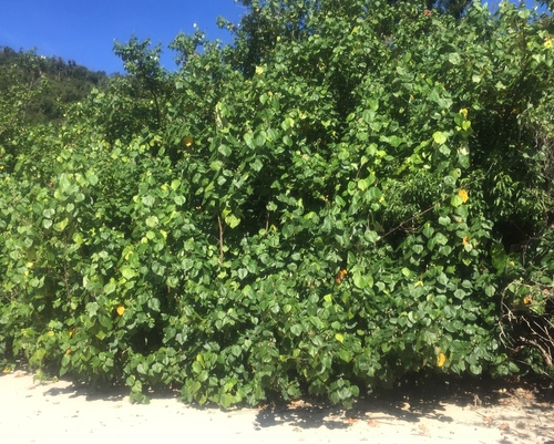 sea hibiscus