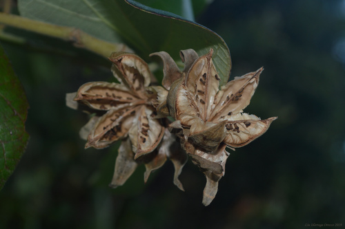 sea hibiscus