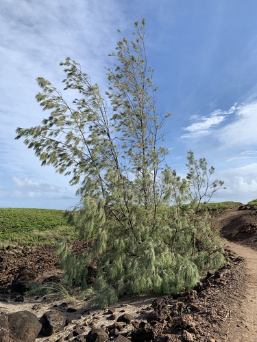 Beach Sheoak