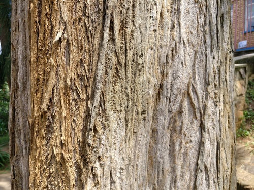 Beach Sheoak