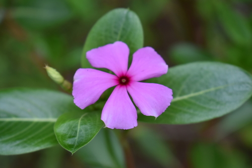 Madagascar Periwinkle