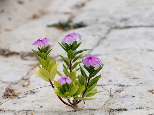 Madagascar Periwinkle