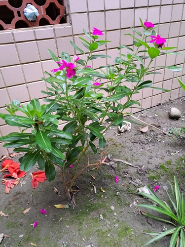 Madagascar Periwinkle