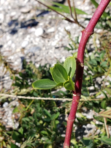 Madagascar Periwinkle