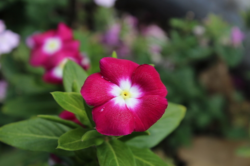 Madagascar Periwinkle