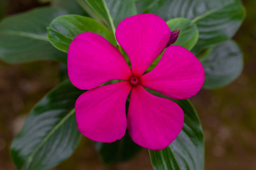 Madagascar Periwinkle